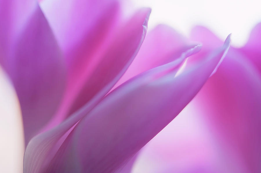 Delicate Beauty of Cyclamen Flower Photograph by Jenny Rainbow