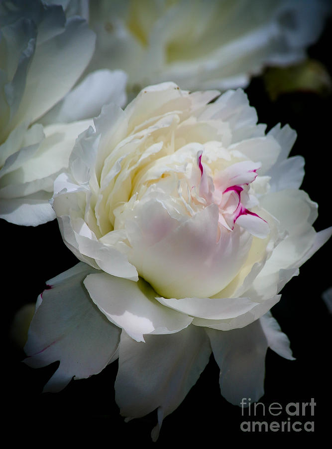 Delicate Beauty Photograph by Veronica Batterson