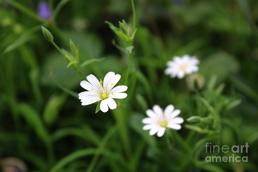 Delicate Beauty Photograph by Vicki Spindler
