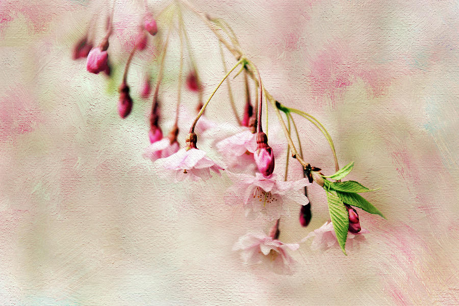 Spring Photograph - Delicate Bloom by Jessica Jenney