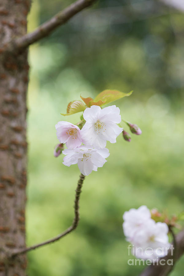 Spring Photograph - Delicate Blossom by Tim Gainey