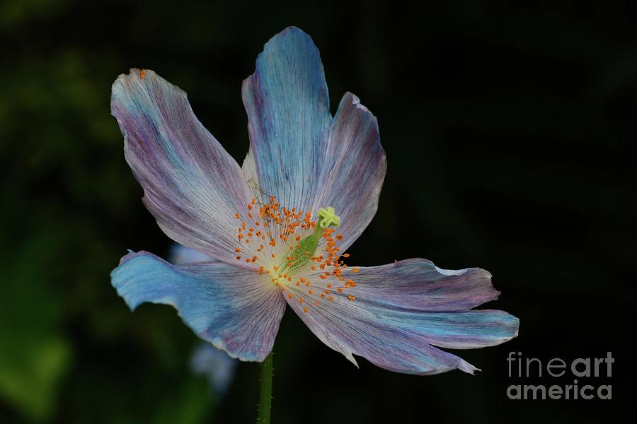 Delicate Blue Photograph by Cindy Manero