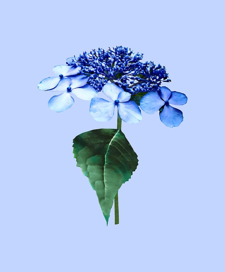 Delicate Blue Lacecap Hydrangea Photograph by Susan Savad
