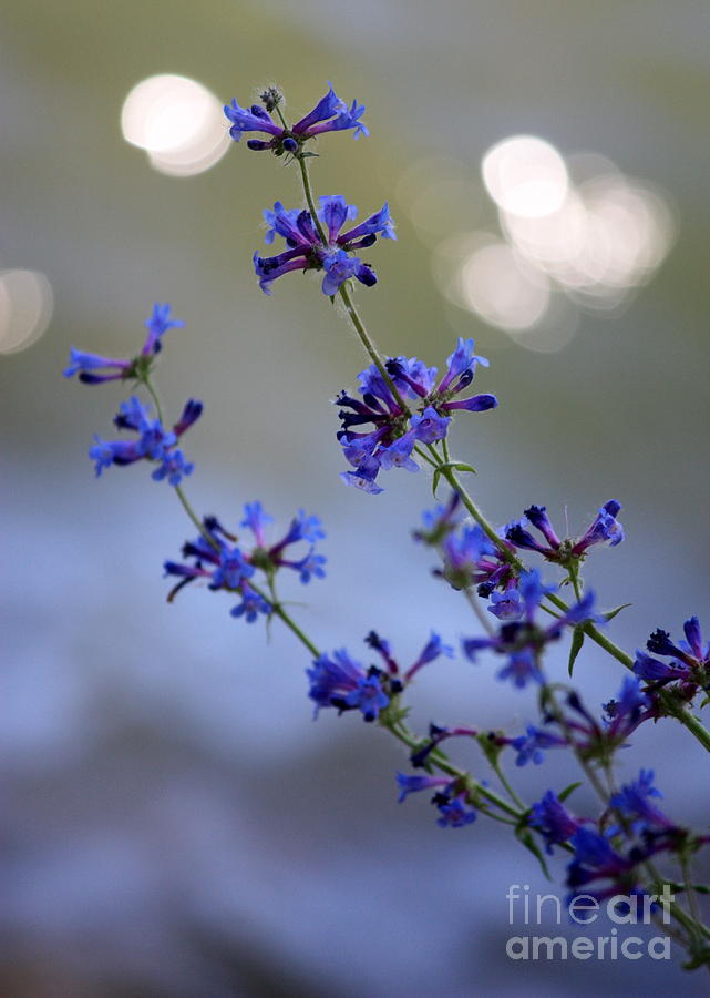 Delicate Blue Wildflowers Photograph by Carol Groenen