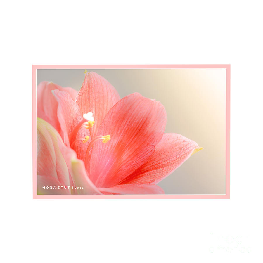 Delicate Blushing Bride Lily Photograph