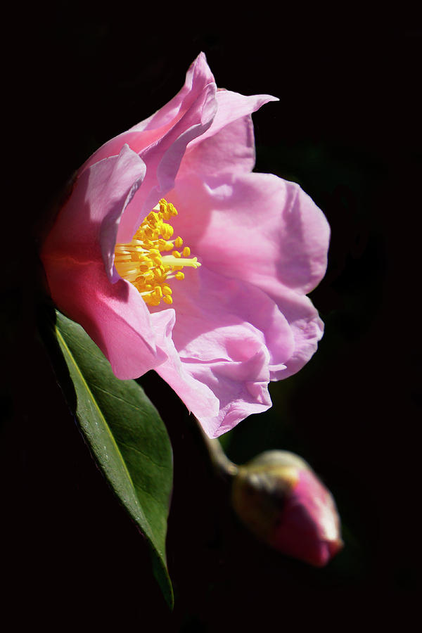 Delicate Camellia Photograph by Inge Riis McDonald
