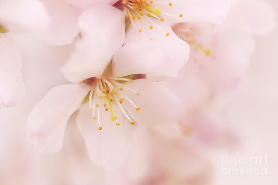 Delicate Cherry Blossom Photograph