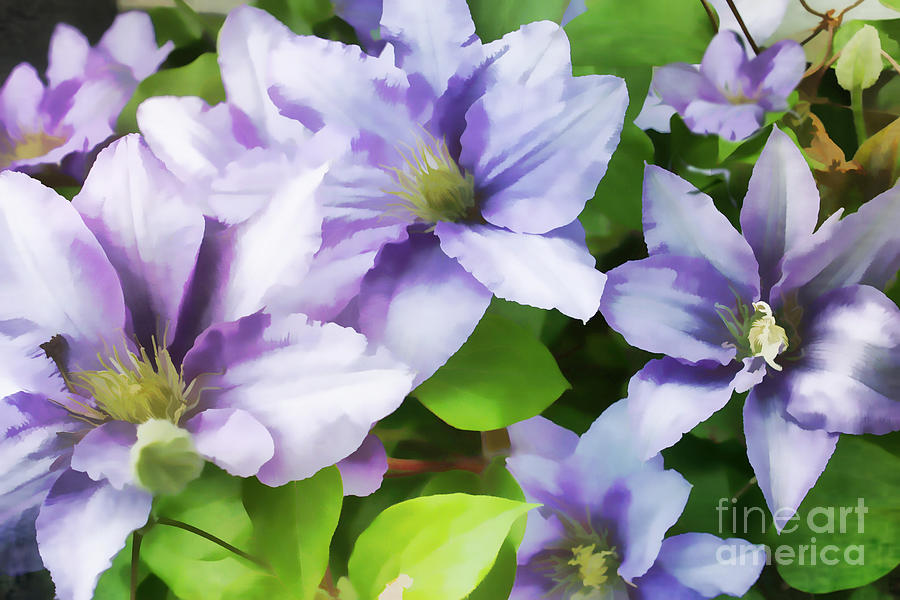 Delicate Climbing Clematis  Painting by Judy Palkimas