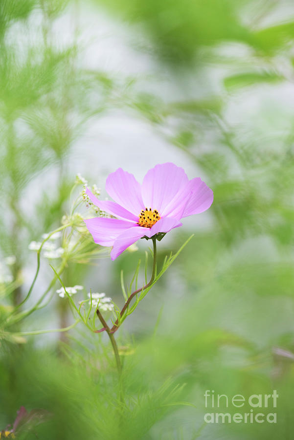 Delicate Cosmos Photograph by Tim Gainey