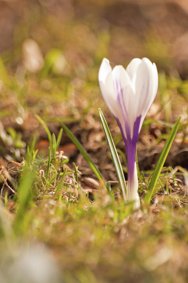 Delicate Crocus Photograph by Christine Amstutz