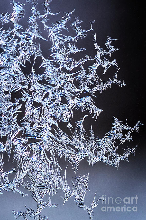 Delicate Crystals Photograph by Joann Long