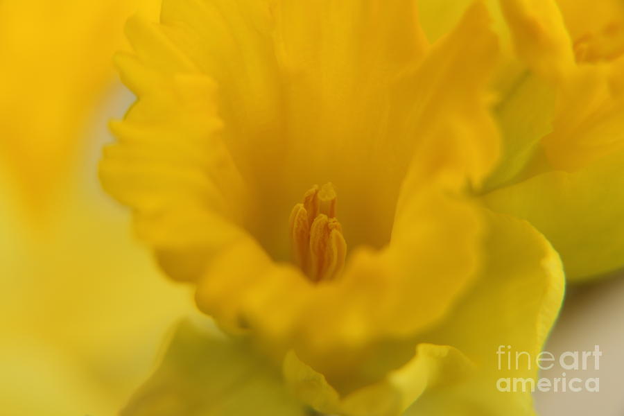 Delicate Daffodil Photograph by Elizabeth Dow