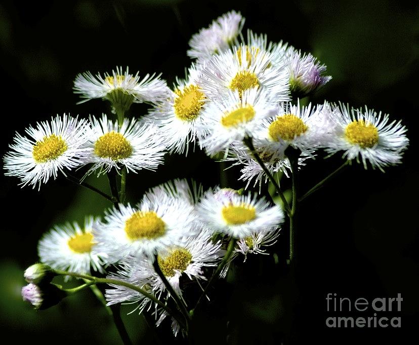 Delicate Daisies Photograph by Tracy Rice Frame Of Mind