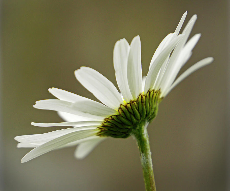Delicate Daisy - 365-353 Photograph by Inge Riis McDonald