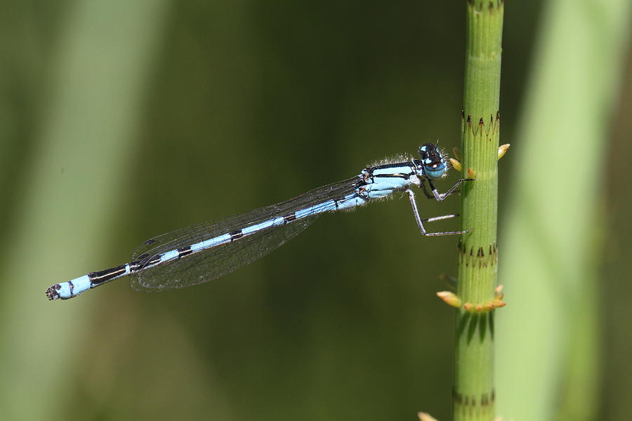 Delicate Damselfly Photograph by Doris Potter