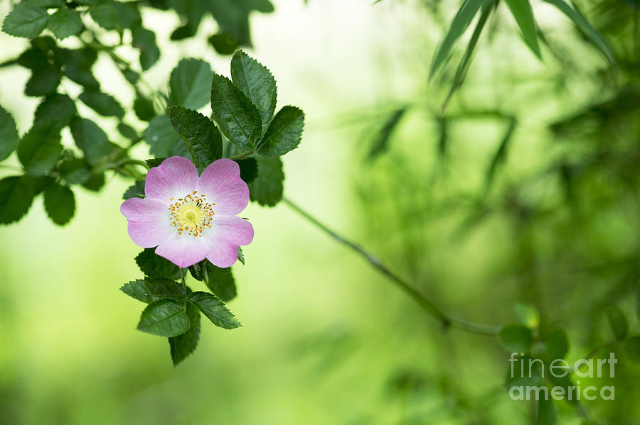 Delicate Dog Rose Photograph by Tim Gainey
