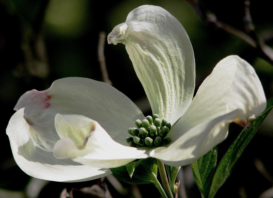 Delicate Dogwood Photograph by Angela Davies