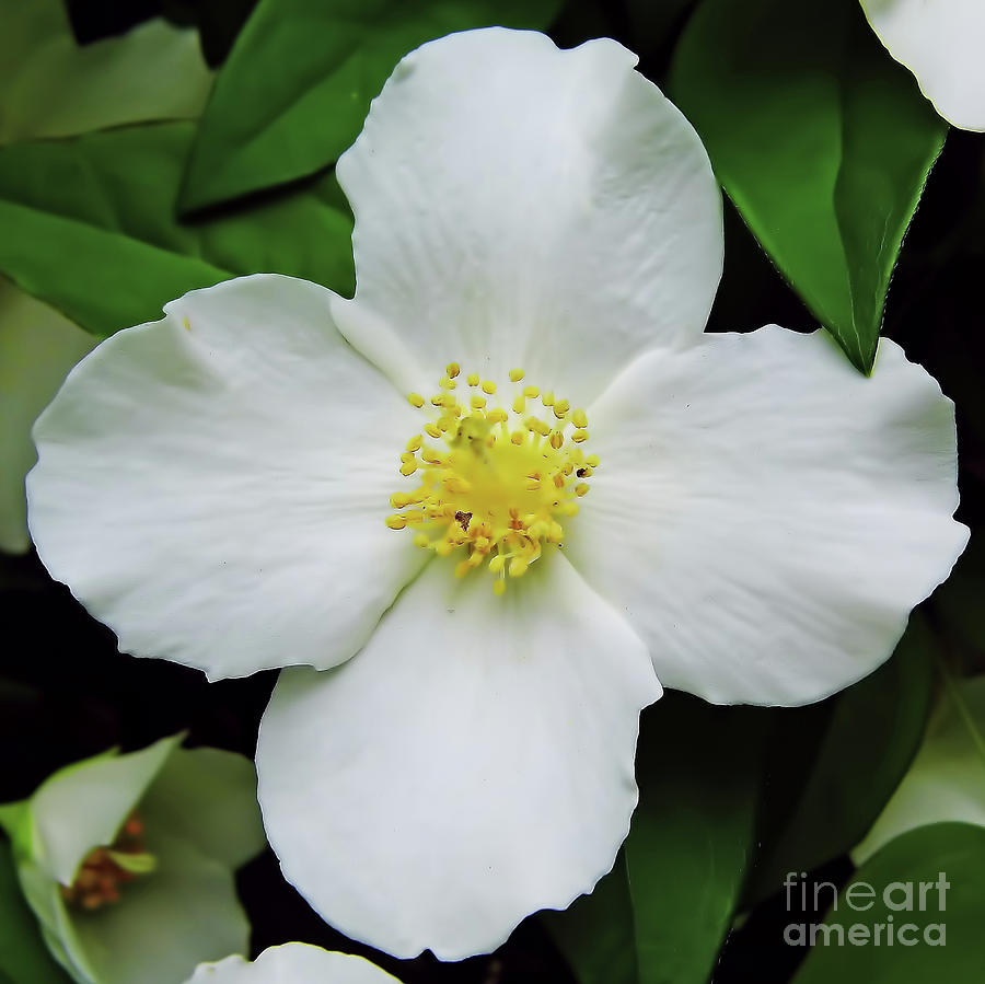 Delicate Dogwood Photograph by D Hackett