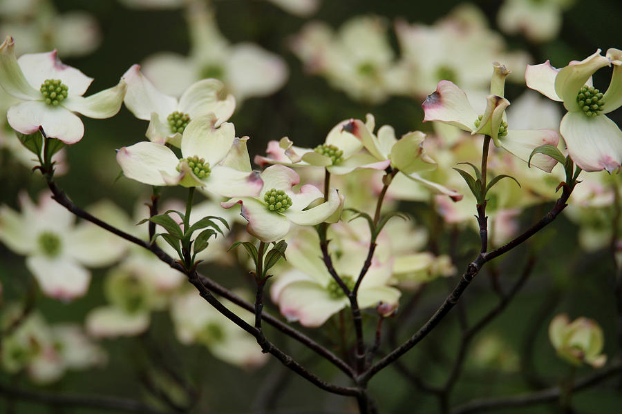 Delicate Dogwoods Photograph by Living Color Photography Lorraine Lynch