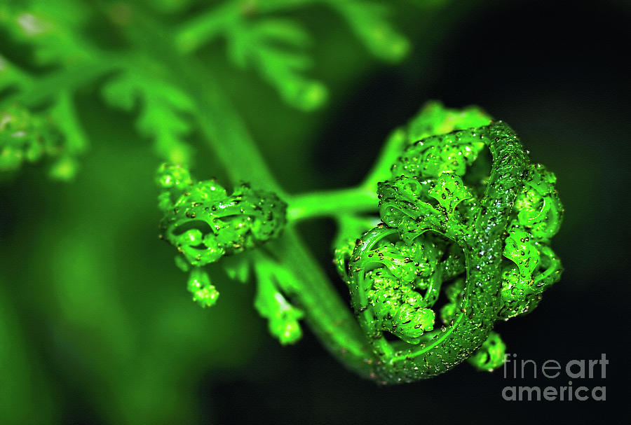 Delicate Fern Unfolding Photograph by Kaye Menner Delicate Fern Unfolding Photograph by Kaye Menner