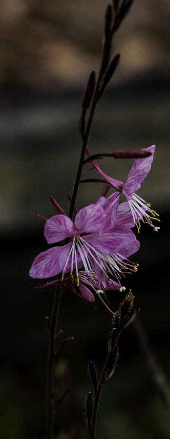 Delicate Floral  Photograph by Debra Forand