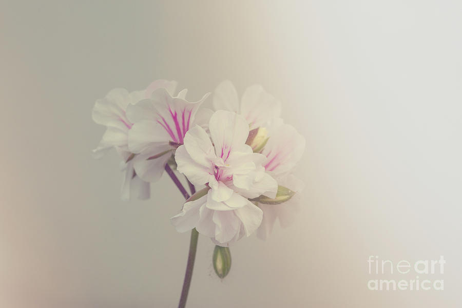 Delicate flower Photograph by Patricia Hofmeester