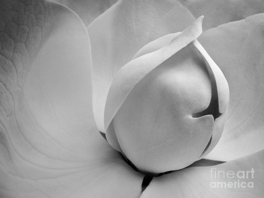 Delicate flower Photograph by Patti Schulze