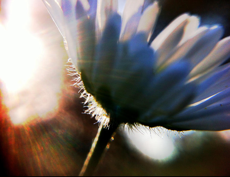 Delicate Flower Photograph by Stevyn Llewellyn