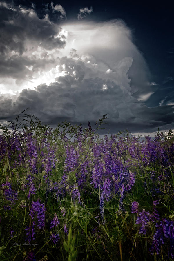 Thunder Photograph - Delicate Flowers and Building Thunder by Mick Anderson