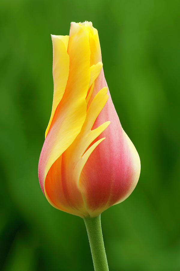 Delicate Folds of a Tulip Photograph by Ram Vasudev