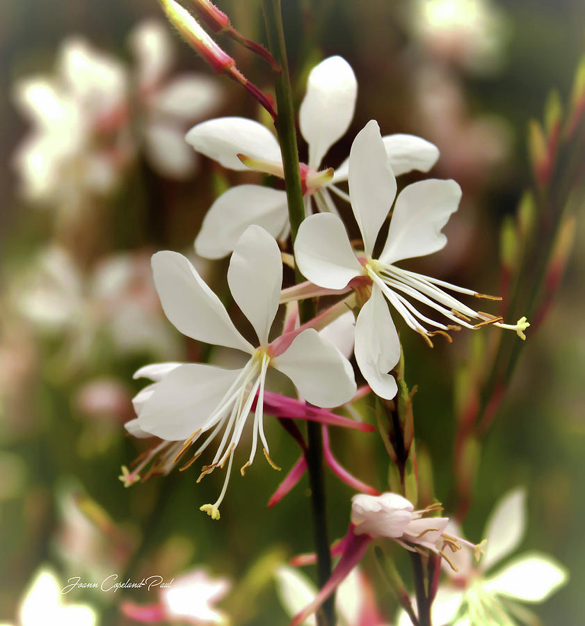 Nature Photograph - Delicate Gaura Flowers by Joann Copeland-Paul