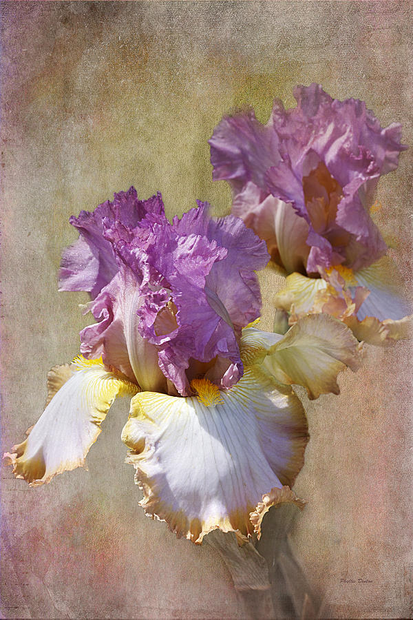 Delicate Gold And Lavender Iris Photograph by Phyllis Denton