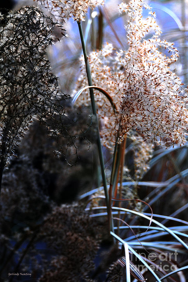 Delicate Grass Plumes Photograph by Gerlinde Keating - Galleria GK Keating Associates Inc