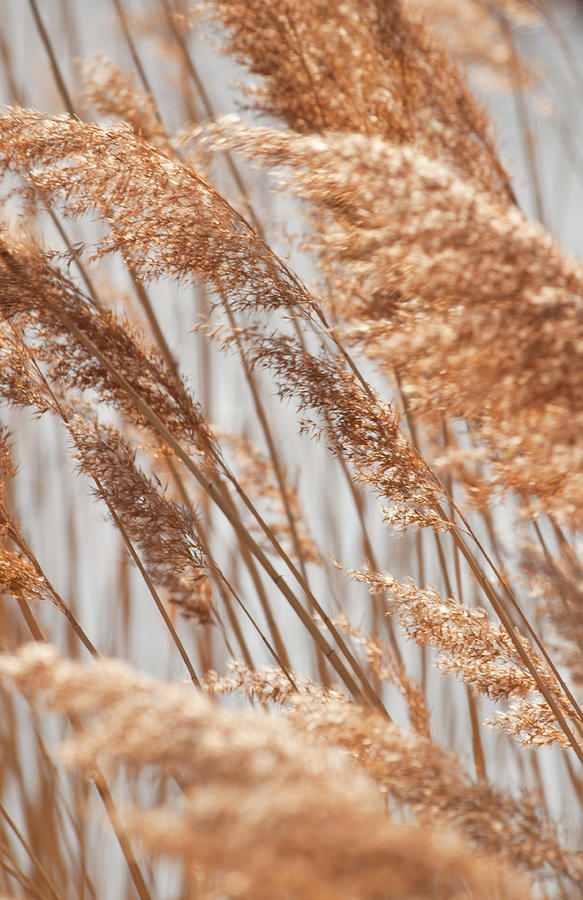 Delicate Grasses in Spring Photograph by Christine Amstutz