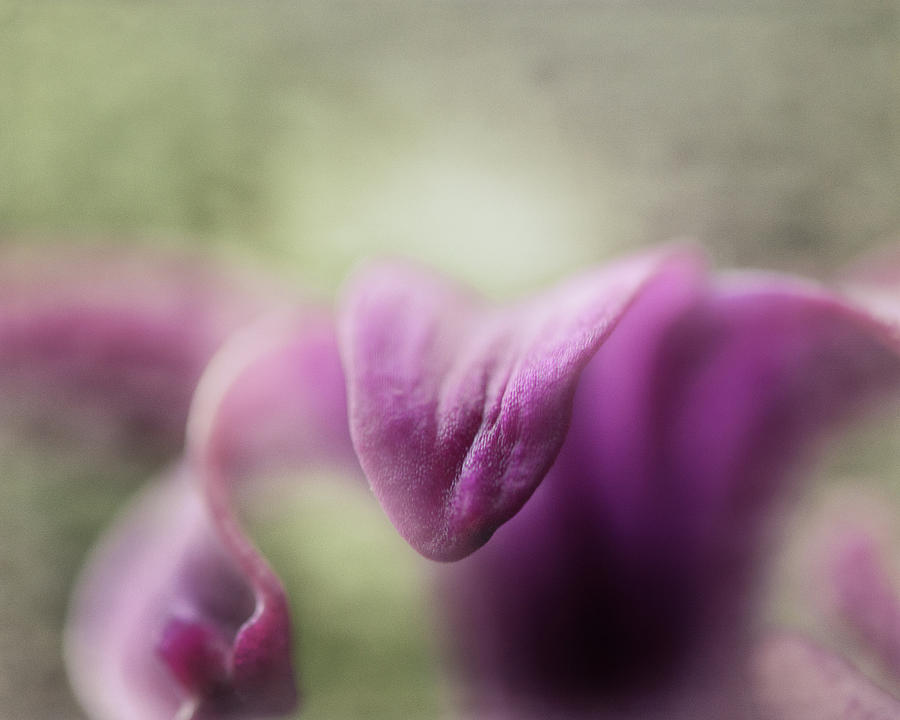 Delicate Hyacinth Photograph by Sue Capuano