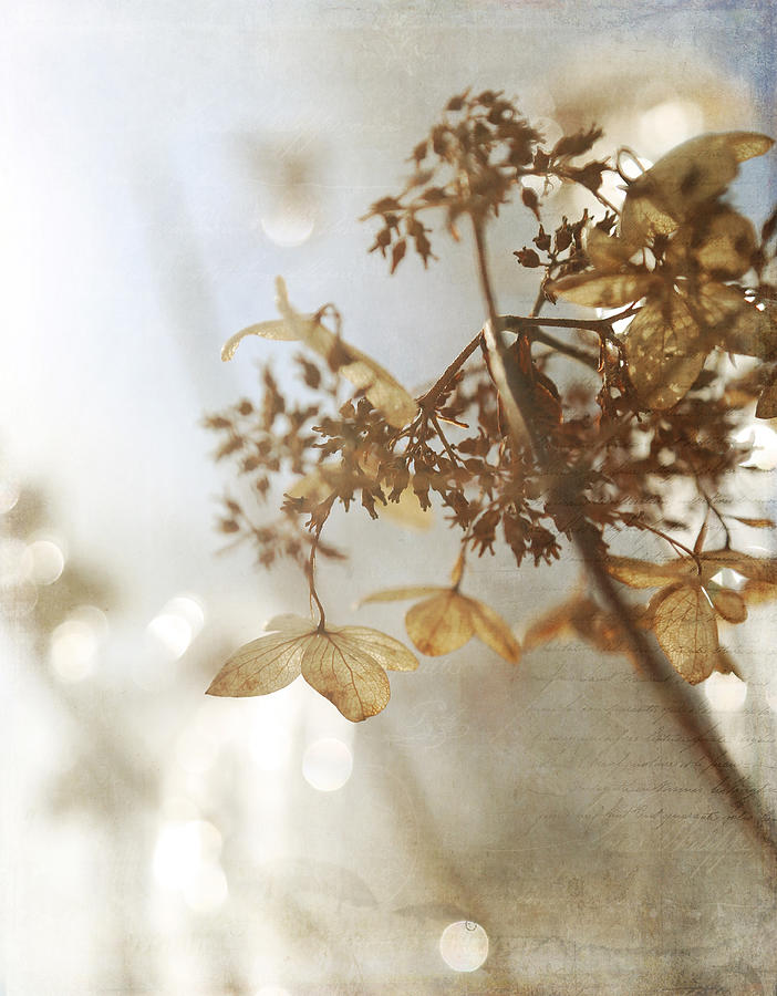 Delicate Hydrangea Blossoms in Earth Tones Photograph by Brooke T Ryan