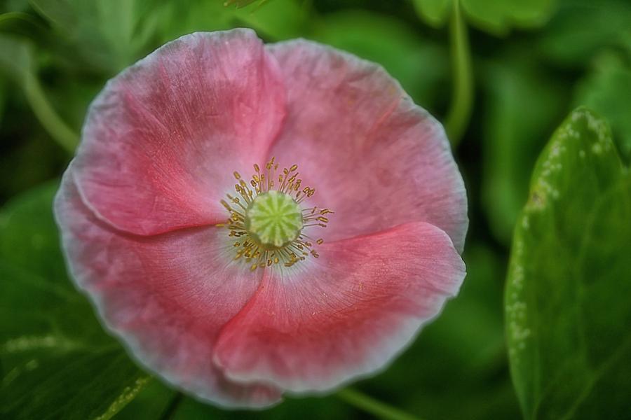 Delicate in Pink by Beth Akerman Delicate in Pink by Beth Akerman