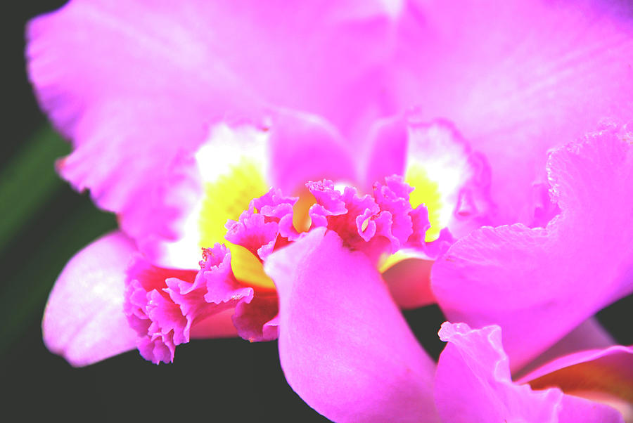 Flower Photograph - Delicate in Pink by Susanne Van Hulst