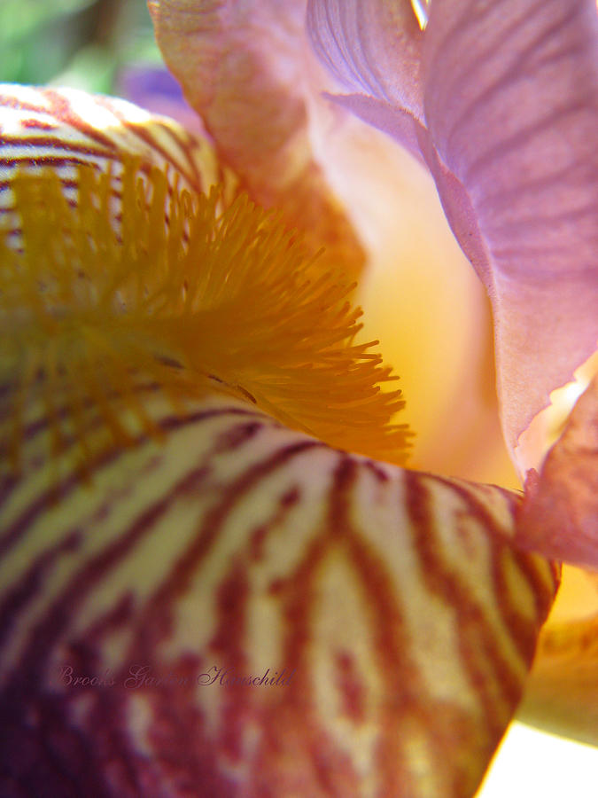 Iris Spring - See Me Now - Irises - Iris Super Macro Photograph by Brooks Garten Hauschild