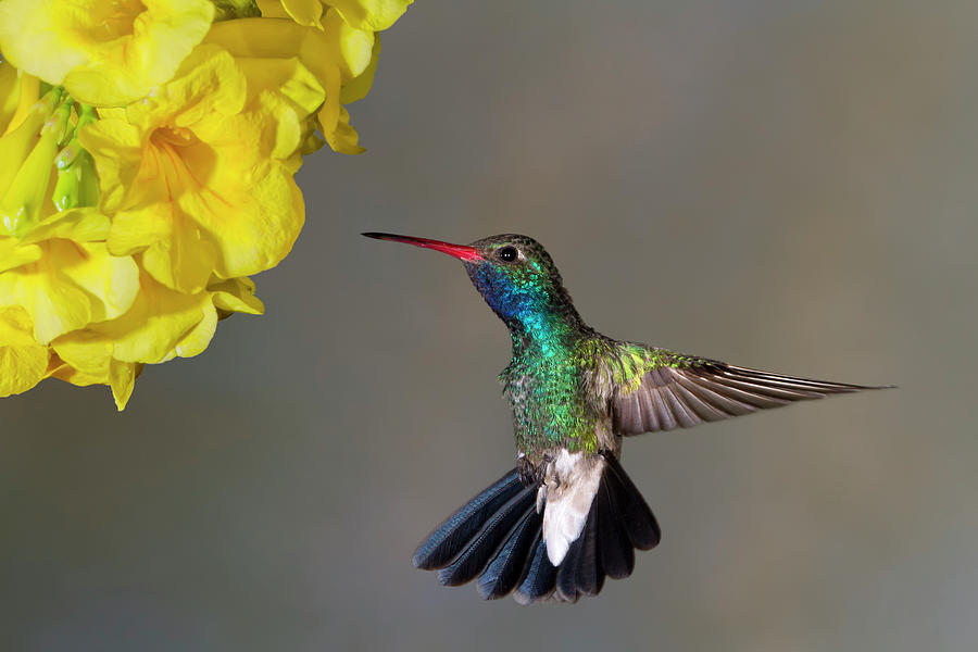 Hummingbird Photograph - Delicate by Janet Fikar