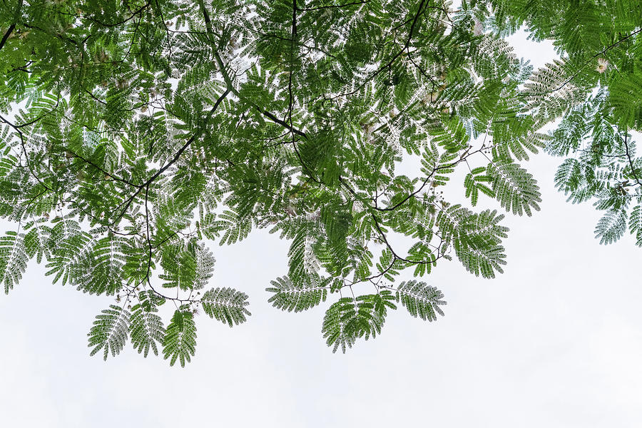 Delicate Lace in the Sky - Gossamer Mimosa Leaves and Flower Puffs Photograph by Georgia Mizuleva