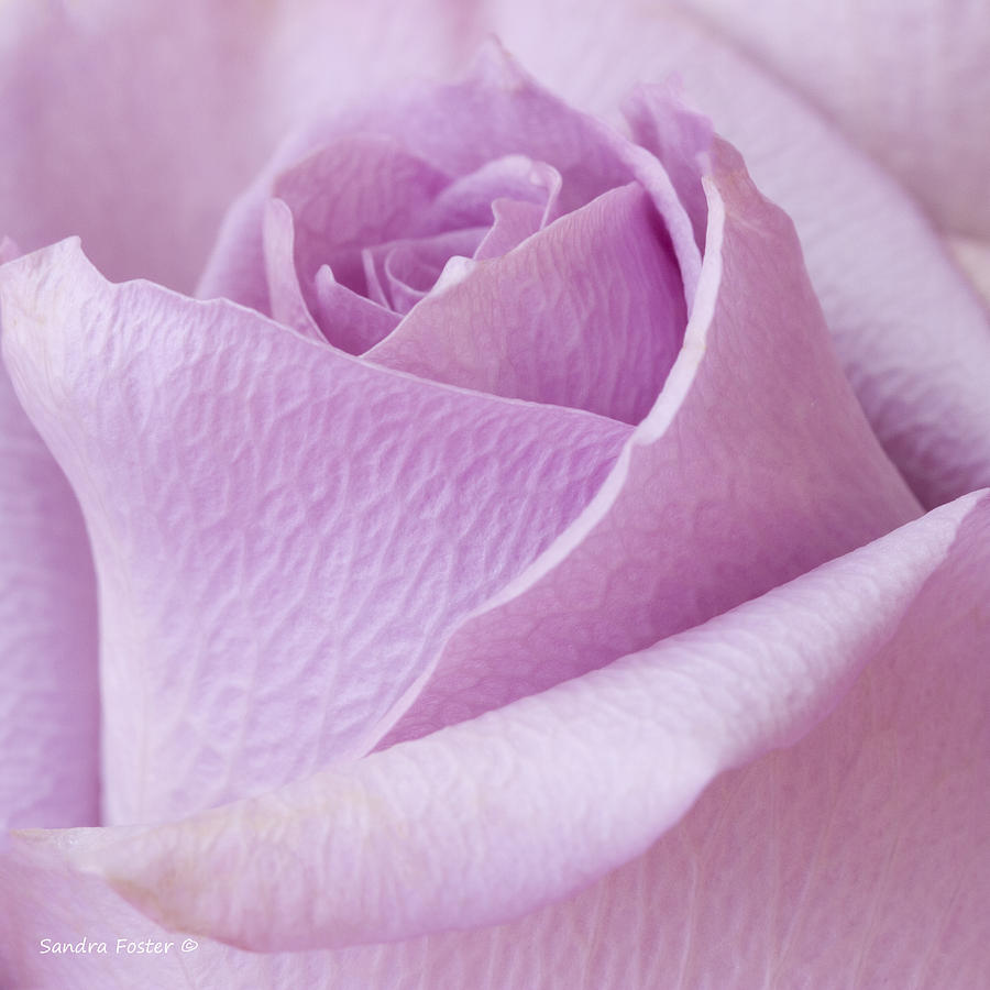 Delicate Lavender Rose Macro Photograph by Sandra Foster