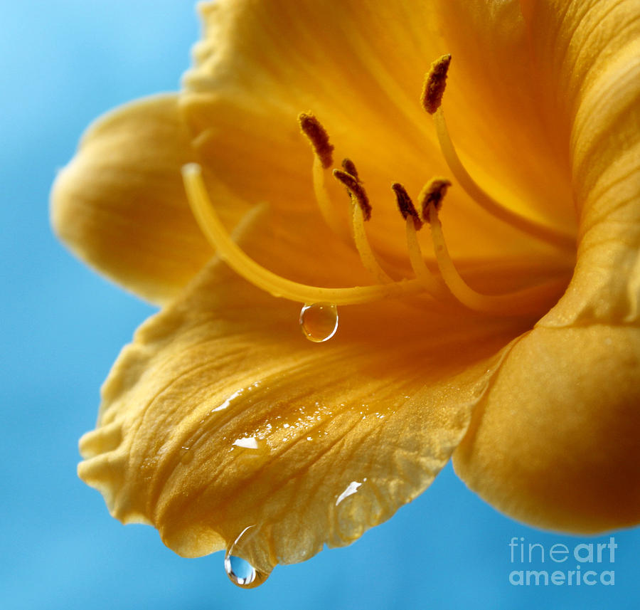 Delicate Lily Photograph by Krissy Katsimbras