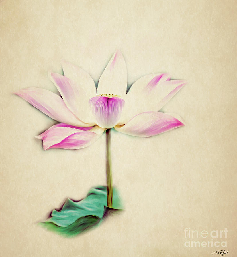 Lily Painting - Delicate Lotus by Ted Guhl