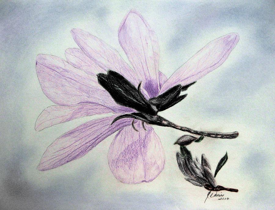 Delicate Magnolia Drawing by Angela Davies