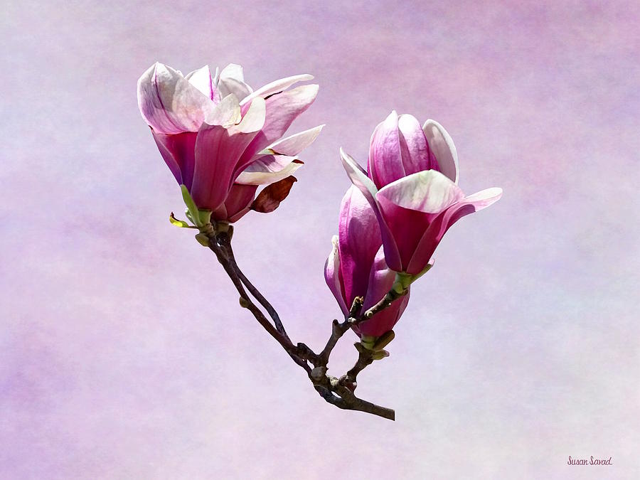 Spring Photograph - Delicate Magnolias by Susan Savad