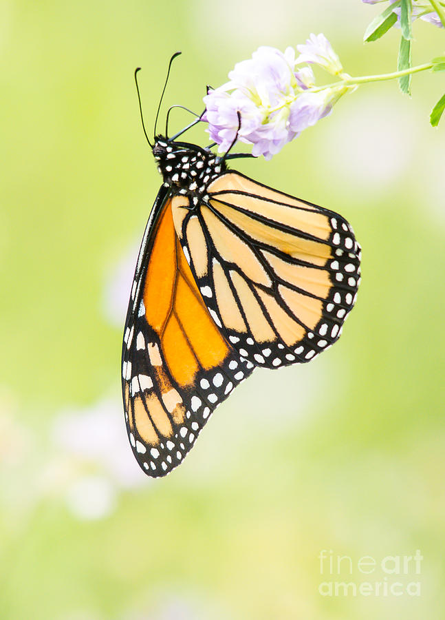 Delicate Monarch  Photograph by Cheryl Baxter