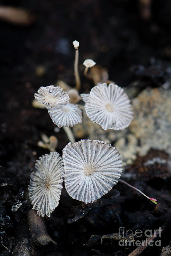 Delicate Mushrooms Photograph by Perry Van Munster