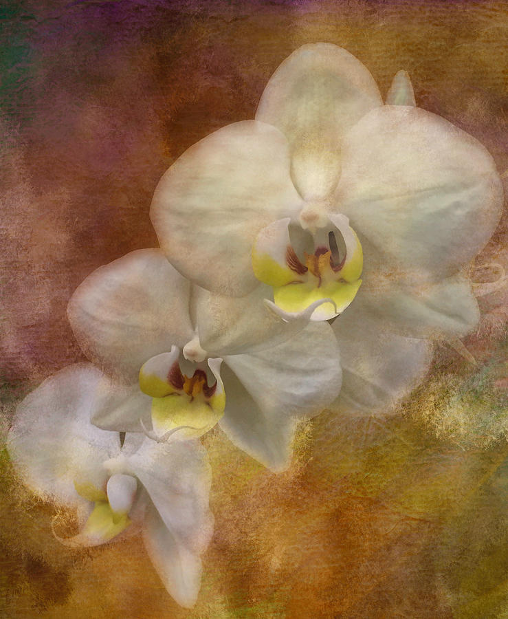 Delicate  Orchid Photograph by Arlene Carmel