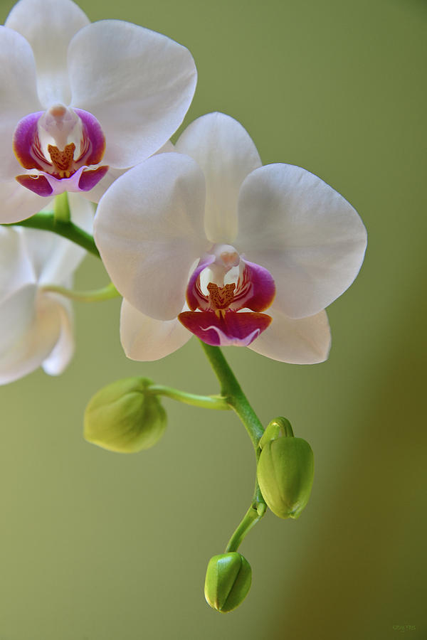 Delicate Orchid Photograph by Kathy Yates